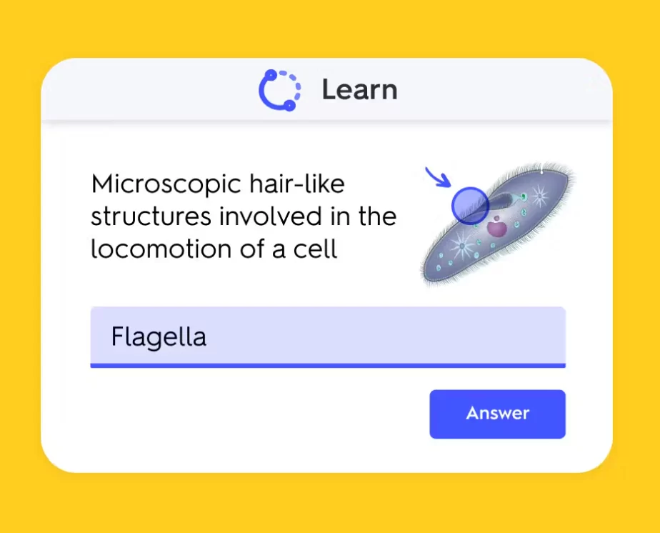 Quizlet Learn